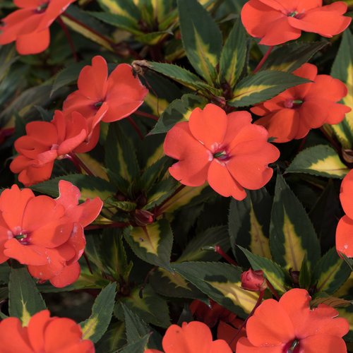 Impatiens, Sunpatiens Vigorous Tropical Orange