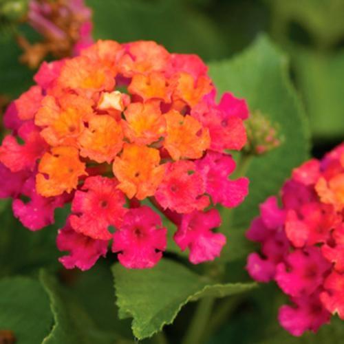 Lantana, Bandana Cherry Sunrise