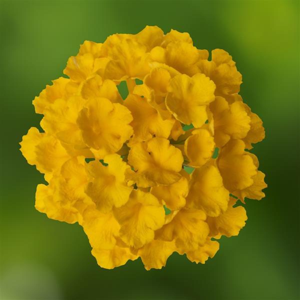 Lantana, Bandolero Lemon