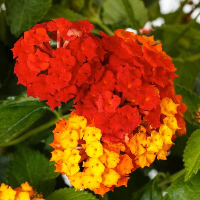 Lantana, Bandolero Red