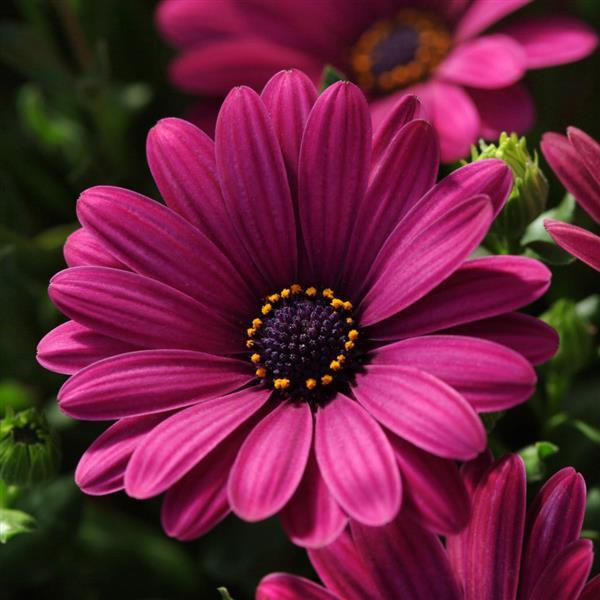 Osteospermum, Serenity Dark Purple