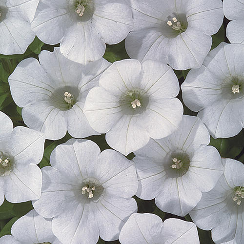 Petunia, Blanket White 