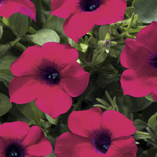 Petunia, Blanket Zinfandel