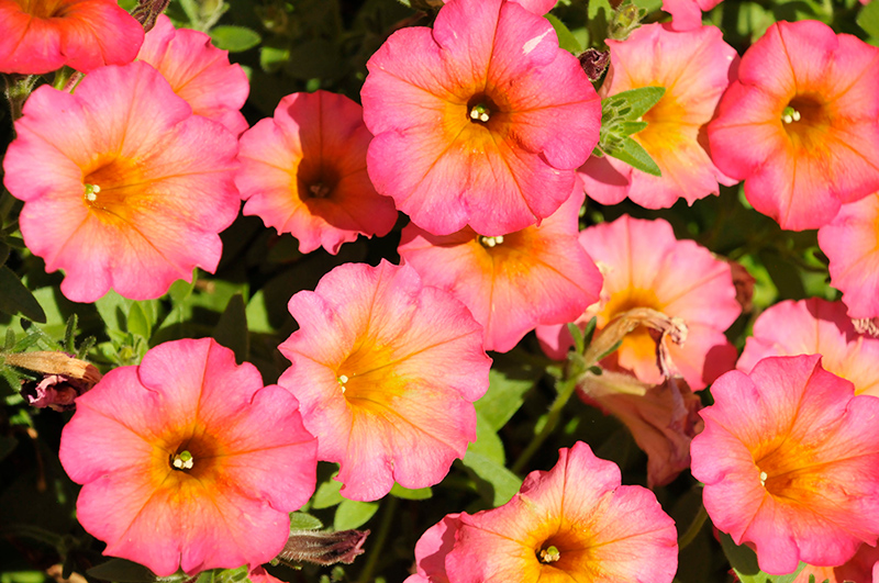 Petunia, Flower Showers Mayan Sunset