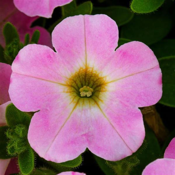 Petunia, Itsy Pink