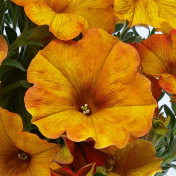 Petunia, Petchoa Supercal Sunset Orange 