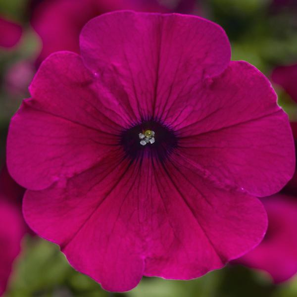 Petunia, Sanguna Purple