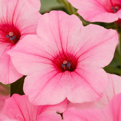 Petunia, Dekko Maxx Pink