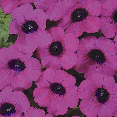 Petunia, Blanket Purple