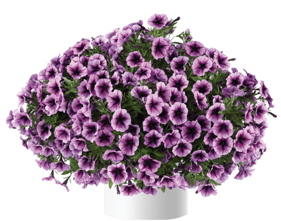Petunia, Cascadias Purple Ice