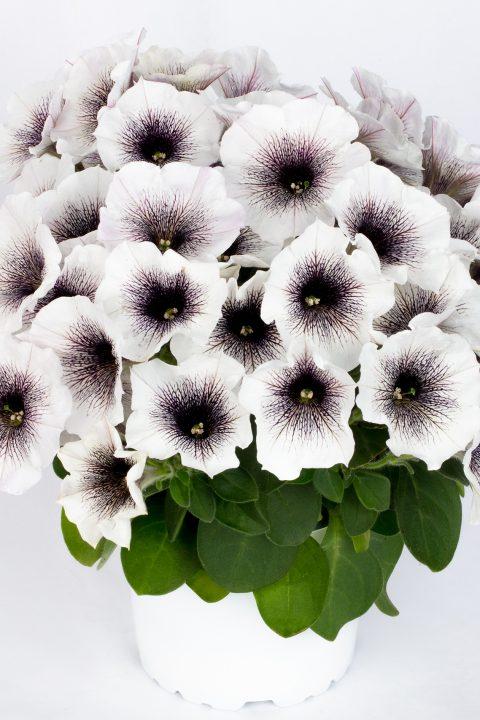 Petunia, Crazytunia Black & White