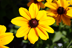 Rudbeckia, Dakota Double Gold