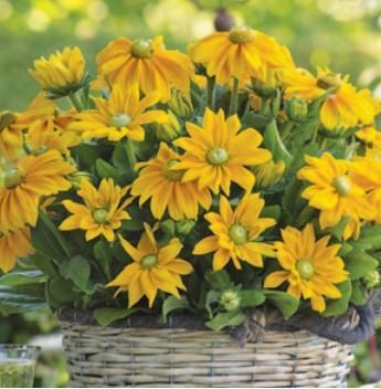 Rudbeckia, Ophelia