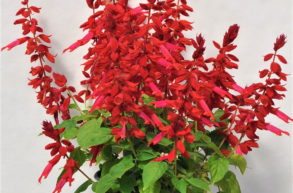 Salvia, Grandstand Candy Apply Red