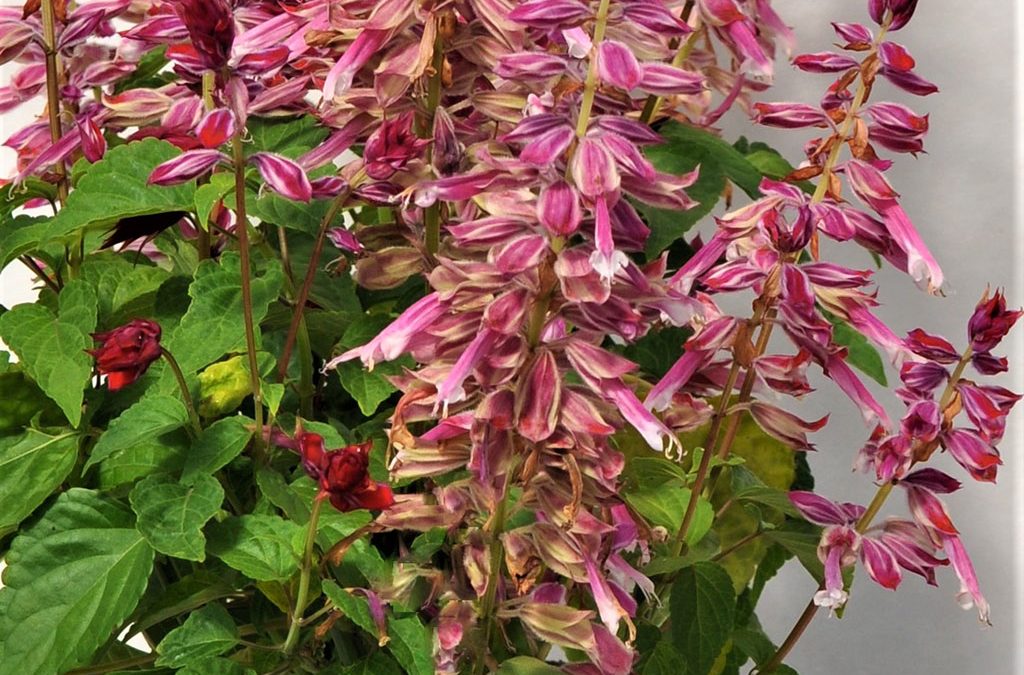 Salvia, Grandstand Strawberry Bicolor