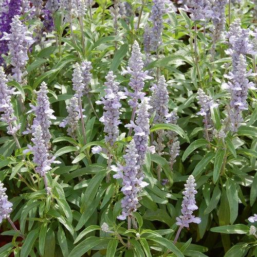 Salvia, Cathedral Sky Blue
