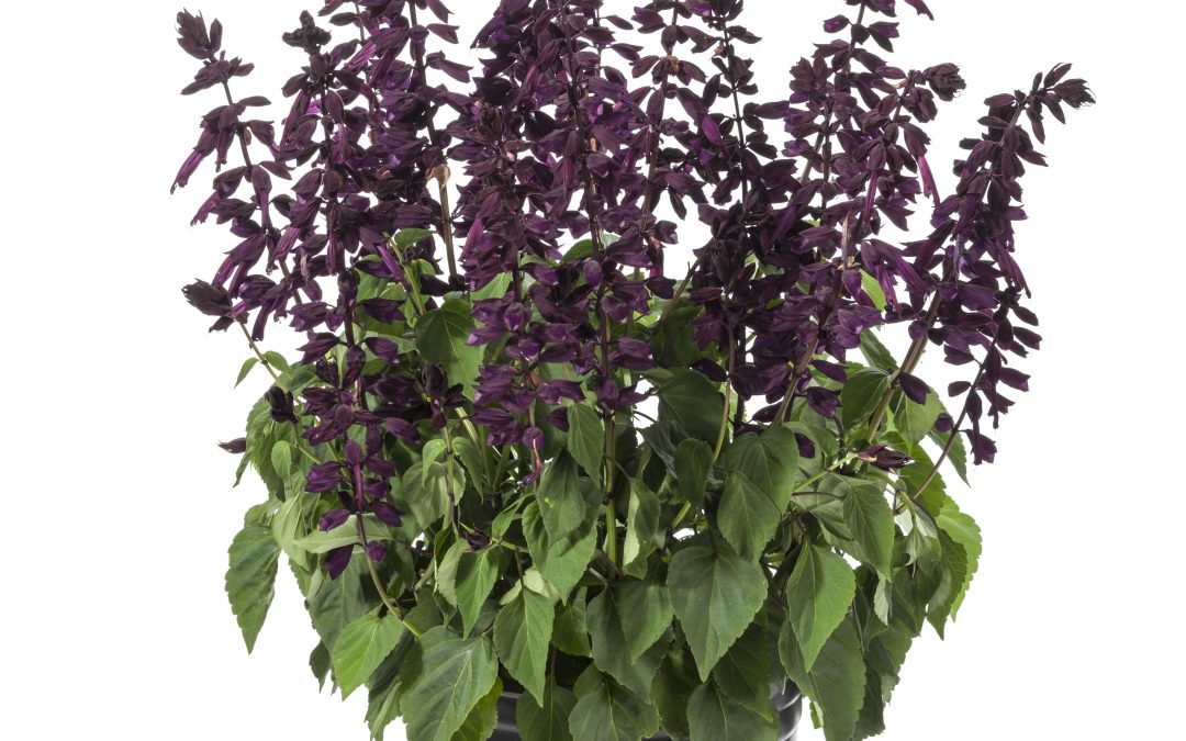 Salvia, Grandstand Purple