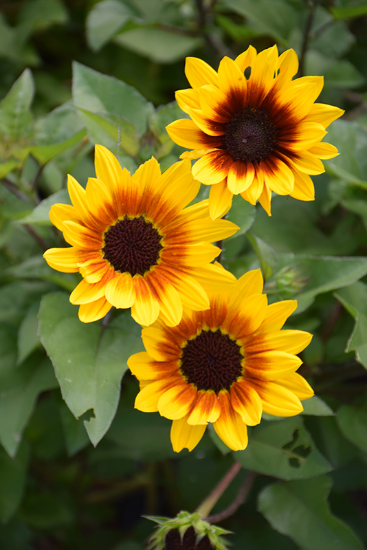 Sunflower, Sunbelievable Brown Eyed Girl