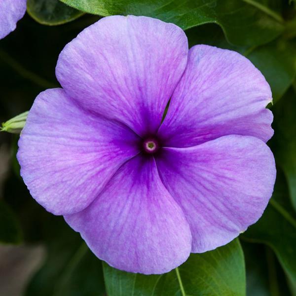 Vinca, Blockbuster Blue