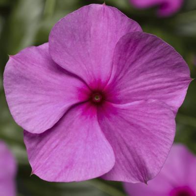 Vinca, Cora Cascade Lilac