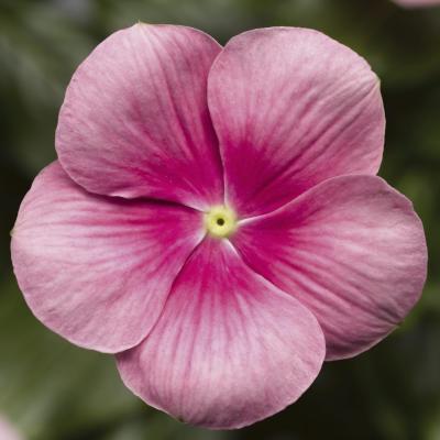 Vinca, Cora Cascade Shell Pink