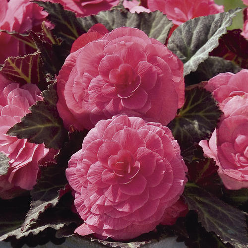 Begonia, Non-Stop Mocca Pink Shades