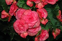 Begonia, Solenia Dusty Rose