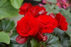 Begonia, Solenia Velvet Red