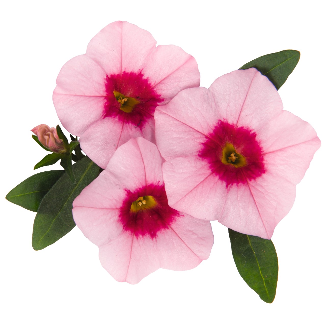 Calibrachoa, Aloha Tiki Soft Pink