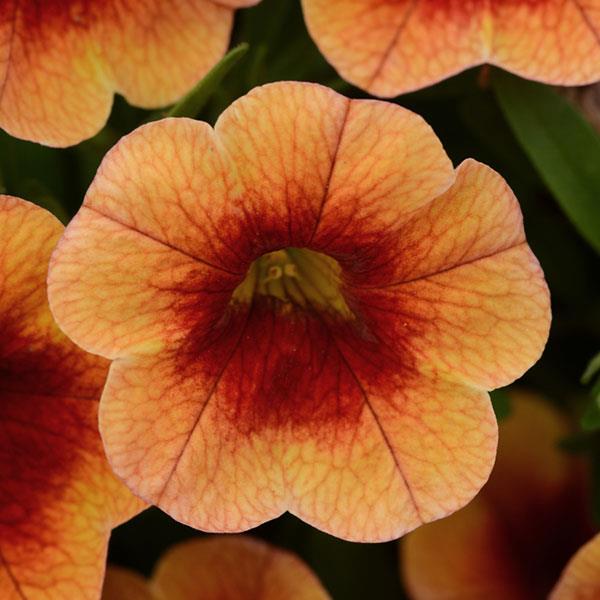 Calibrachoa, Mini Famous Neo Orange + Red Eye