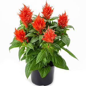 Celosia, Kelos Fire Orange