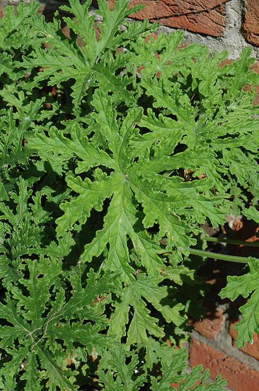 Geranium, Scented Citronella