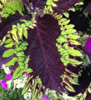 Coleus, Under the Sea Fish Net