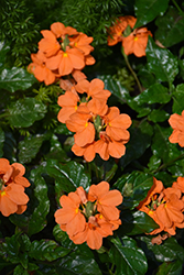 Crossandra,  Orange