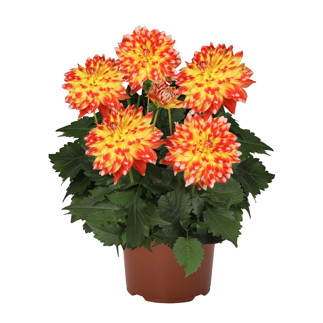 Dahlia, Hypnotica Candy Corn