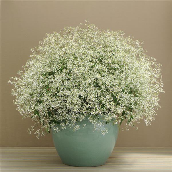 Euphorbia, Breathless White