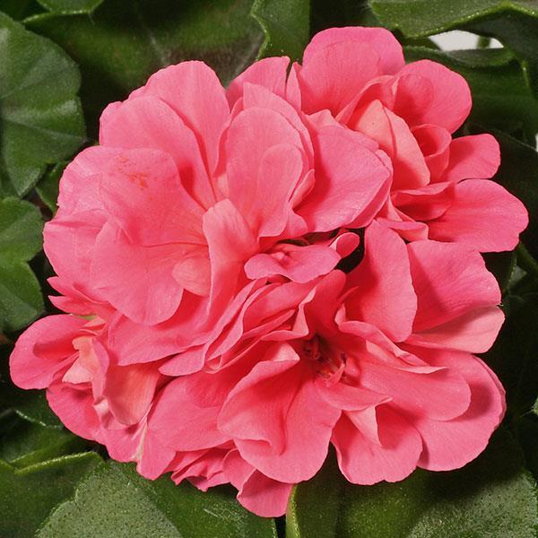 Geranium, Pelt Royal (Ivy) Light Pink