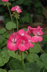 Geranium, Seed Pink