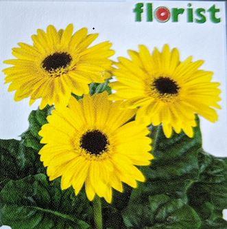 Gerber Daisy, Flori Line Maxi Yellow W/ Black Eye