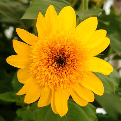 Helianthus (Sunflower), Sunfinity Double Yellow