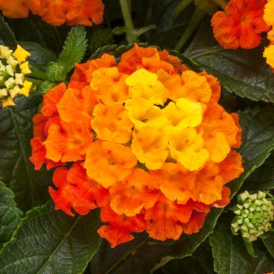 Lantana, Bandolista Mango