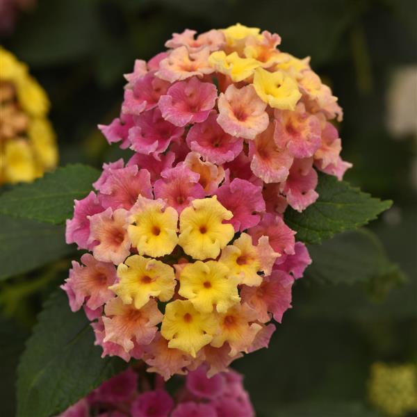 Lantana, Bloomify Pink