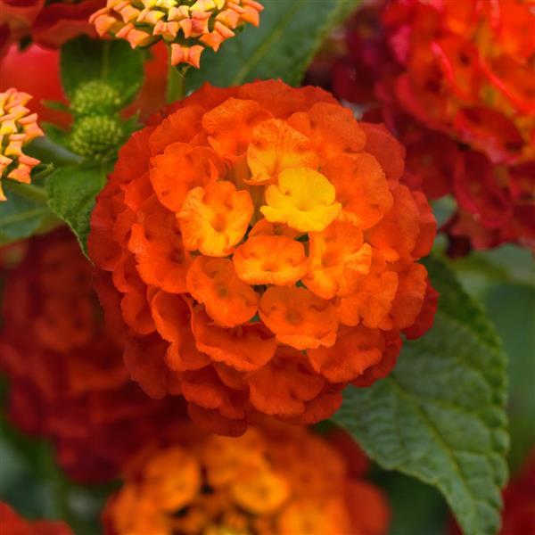 Lantana, Landmark Red