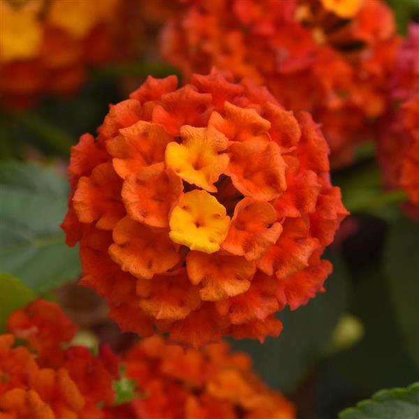 Lantana, Shamrock Orange Flame