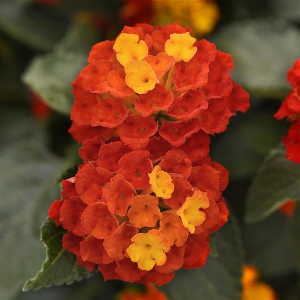 Lantana, Shamrock Red