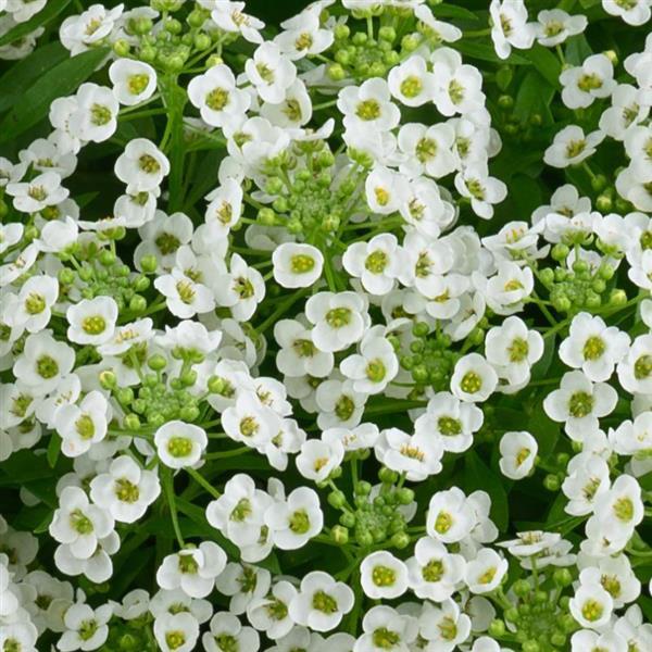 Lobularia, Stream Compact White