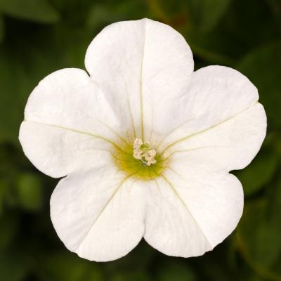 Petunia, Dekko White