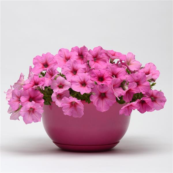 Petunia, Easy Wave Pink Passion