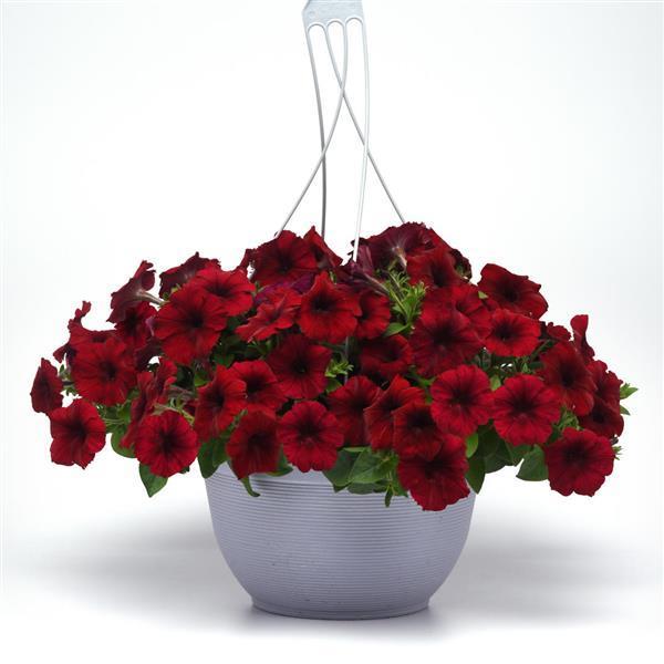 Petunia, Easy Wave Velour Red