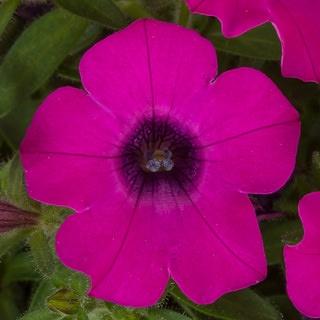 Petunia, Itsy Magenta